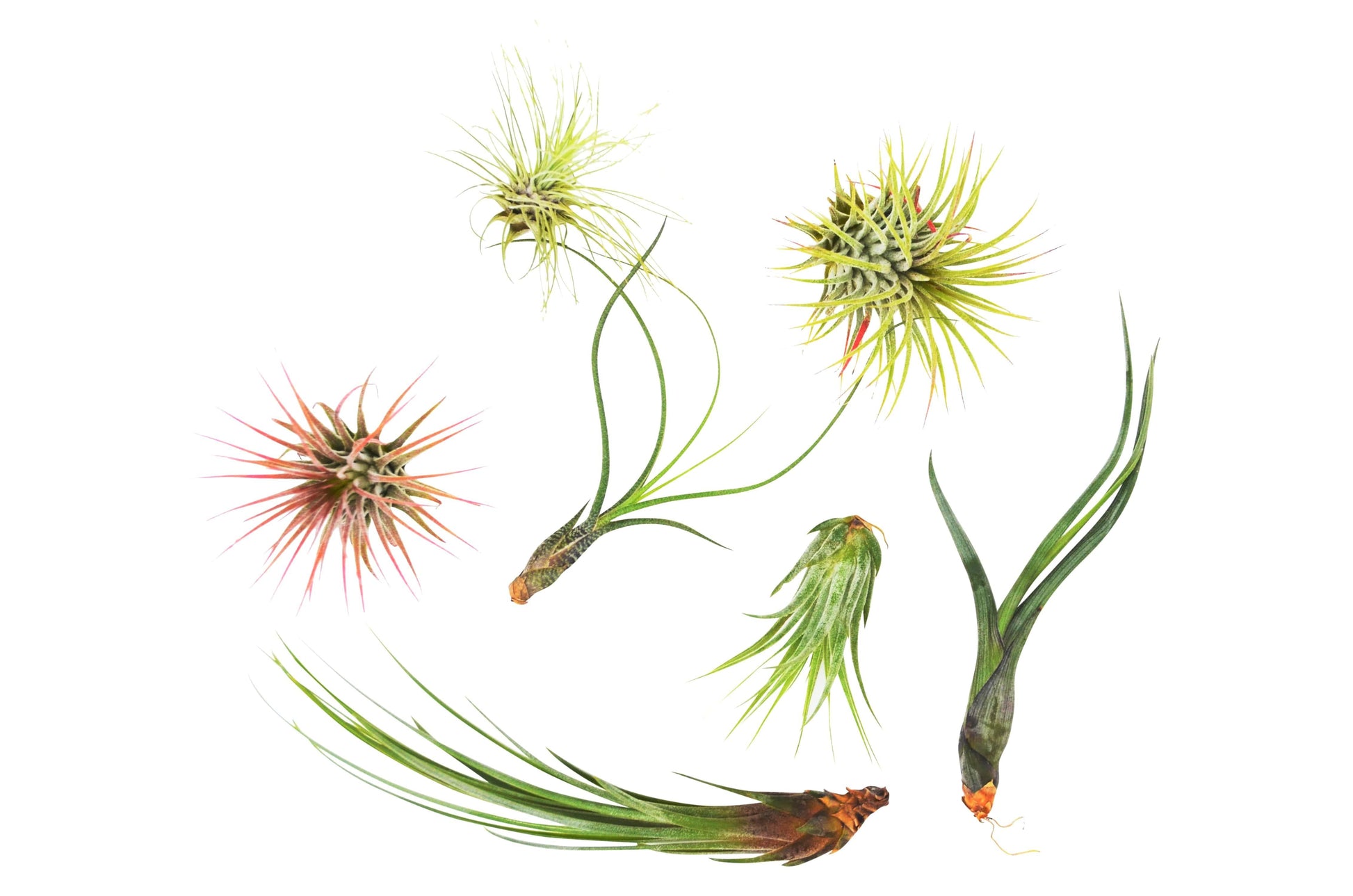 7 Tillandsia air plants variety pack with spiky green leaves and reddish tips on Tampa Home & Garden Store