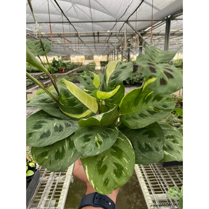 Maranta Variegated Beauty Kim indoor plant with green leaves and cream-yellow variegation on Tampa Home & Garden Store