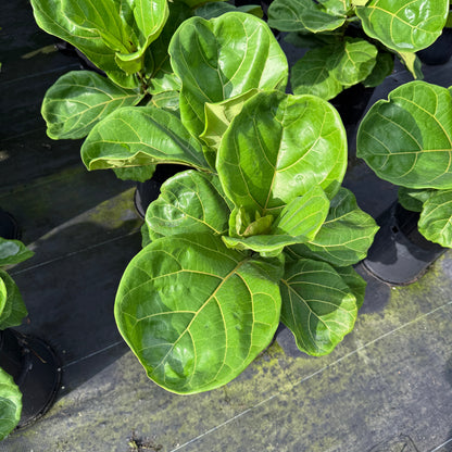 Ficus Fiddle Leaf Fig