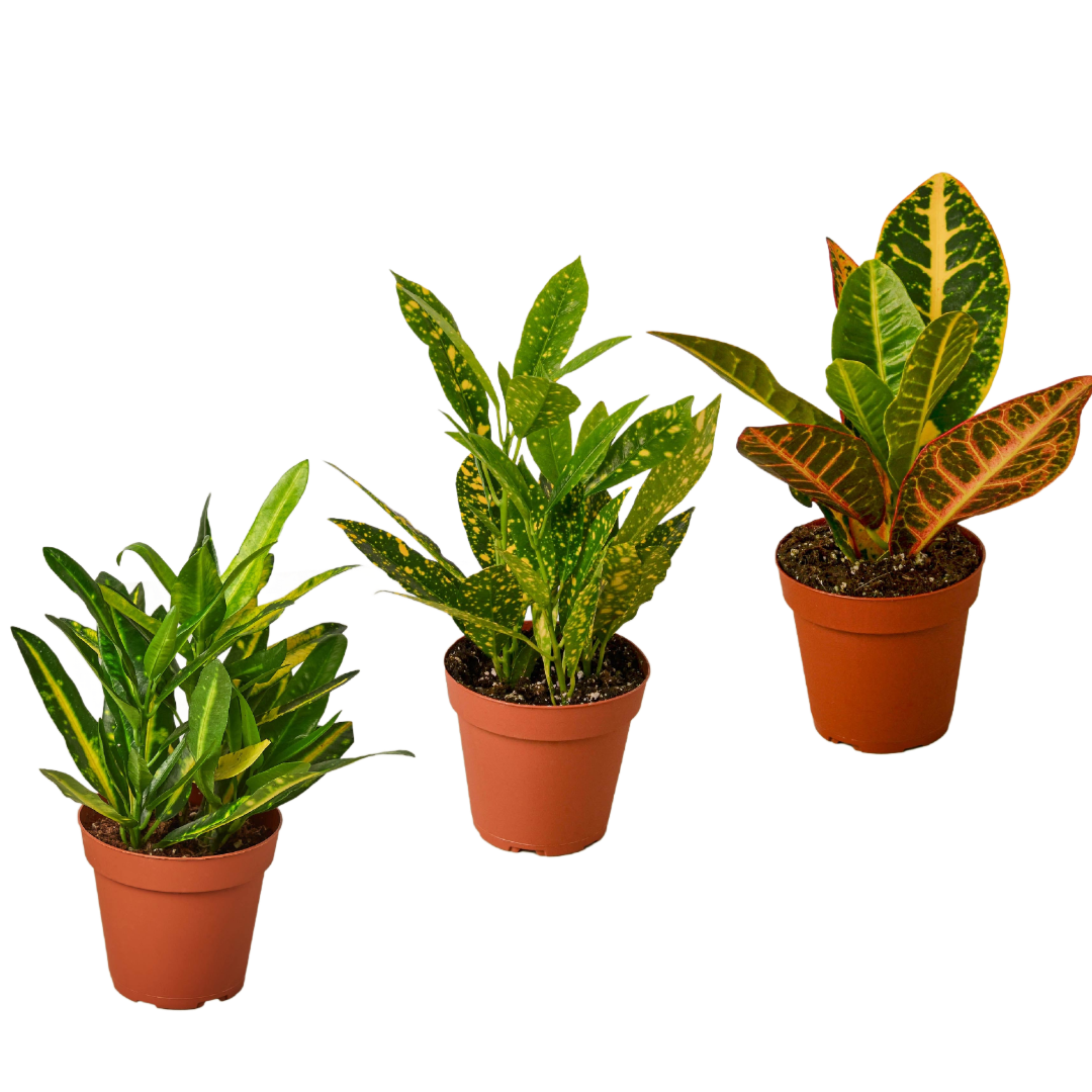 3 Croton Variety Pack in 4 Inch Pots Live Plants