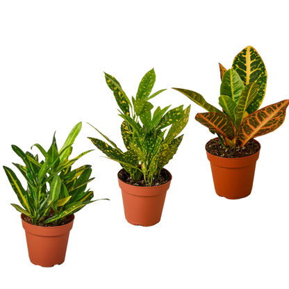 3 Croton Variety Pack in 4 Inch Pots Live Plants