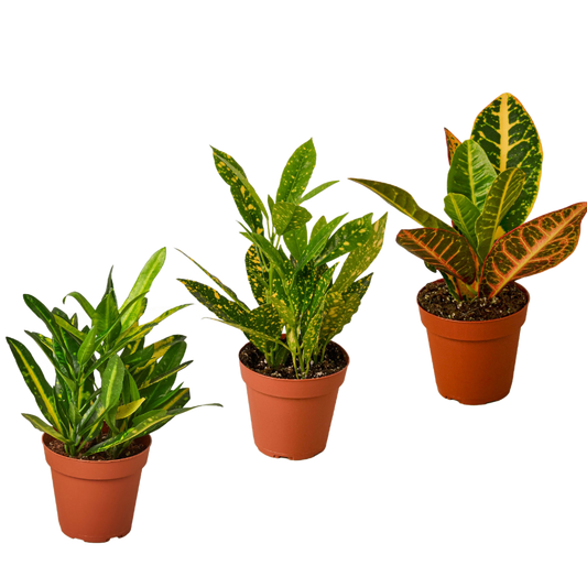 Croton 4in plant trio, 3-pack with variegated green-yellow and red foliage in terracotta pots on Tampa Home & Garden Store