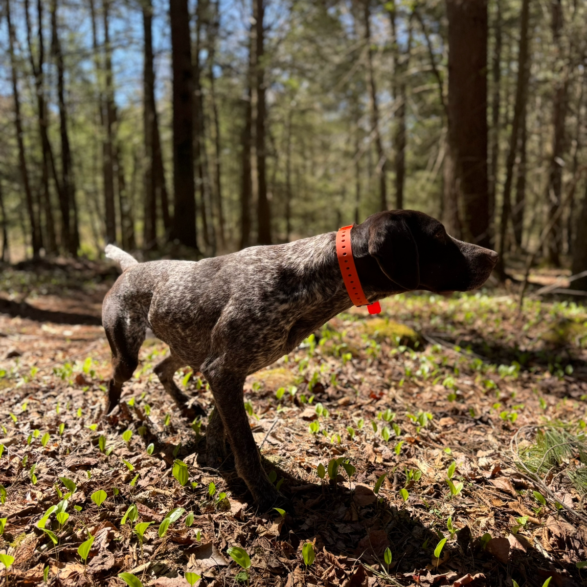 FIELD COLLAR orange nylon hunting dog collar on a spotted dog in a forest on Tampa Home & Garden Store