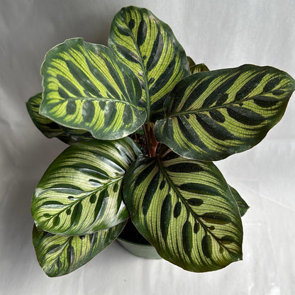 Calathea Makoyana