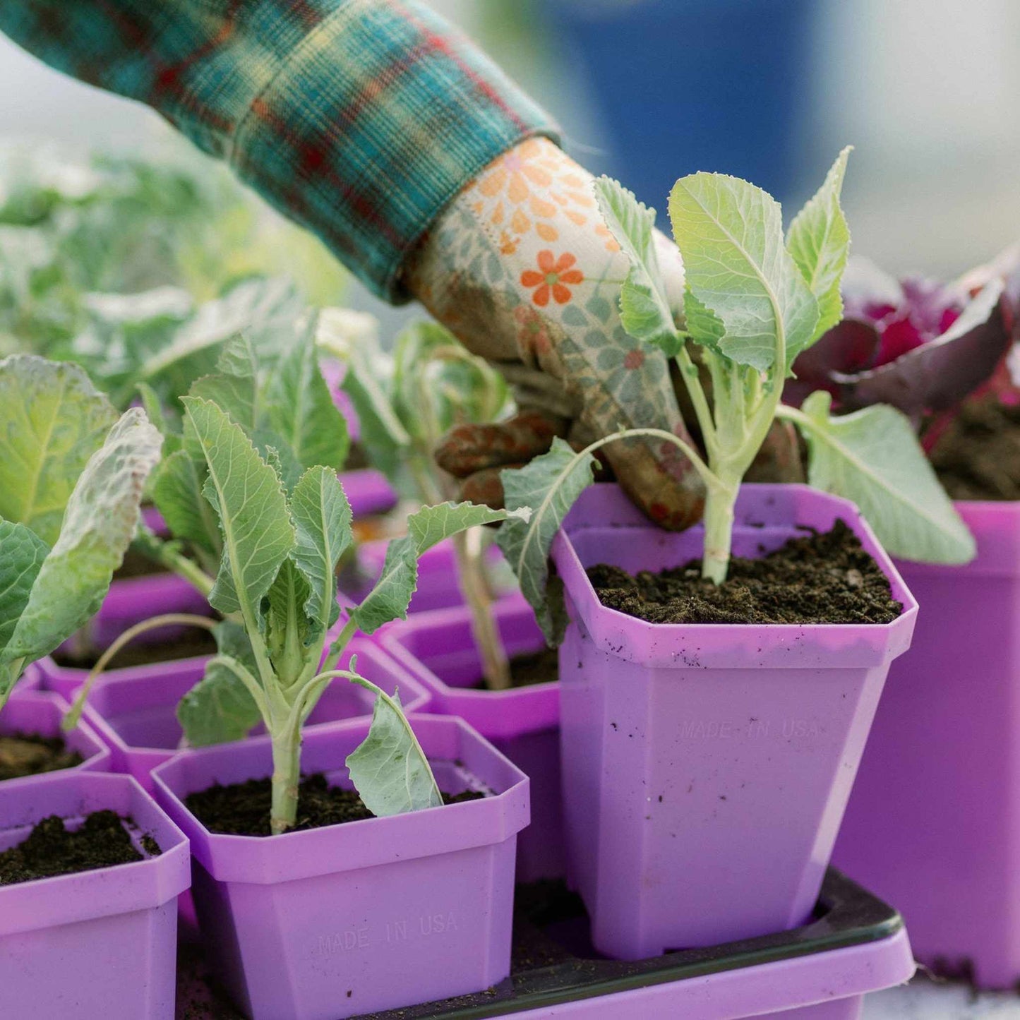 3.3" Heavy Duty Seed Starting Pots with Inserts