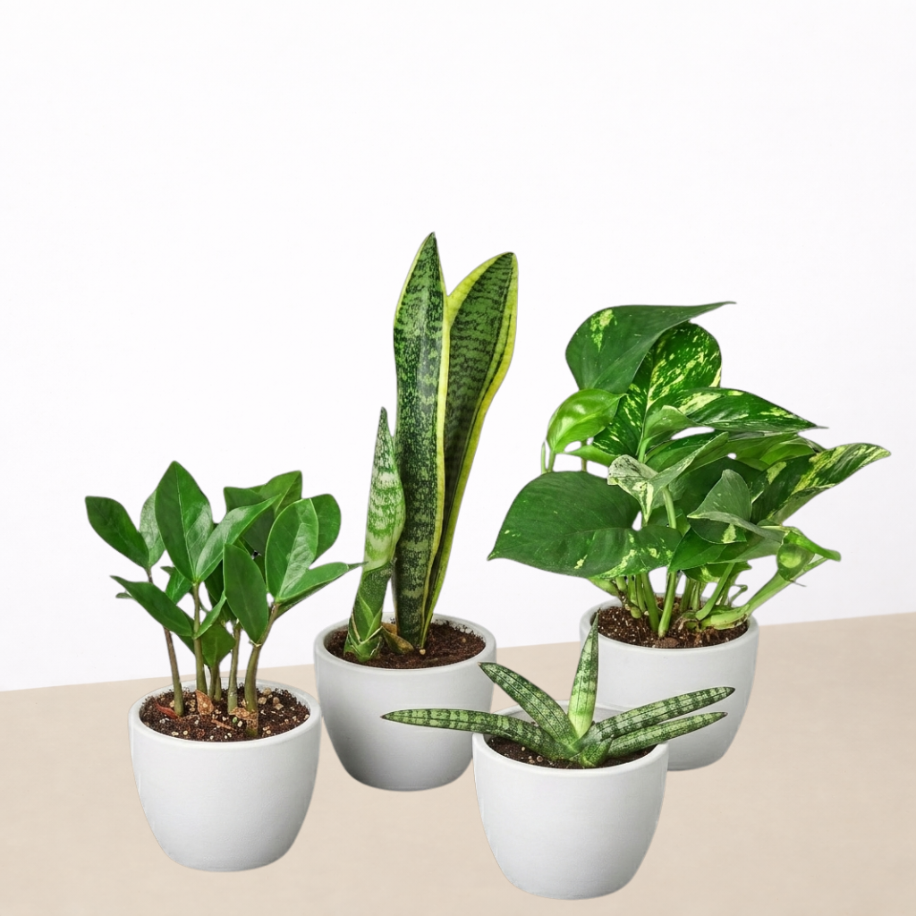 Easy Care Variety Bundle indoor plants by House Plant Shop, four assorted greens in white pots on Tampa Home & Garden Store