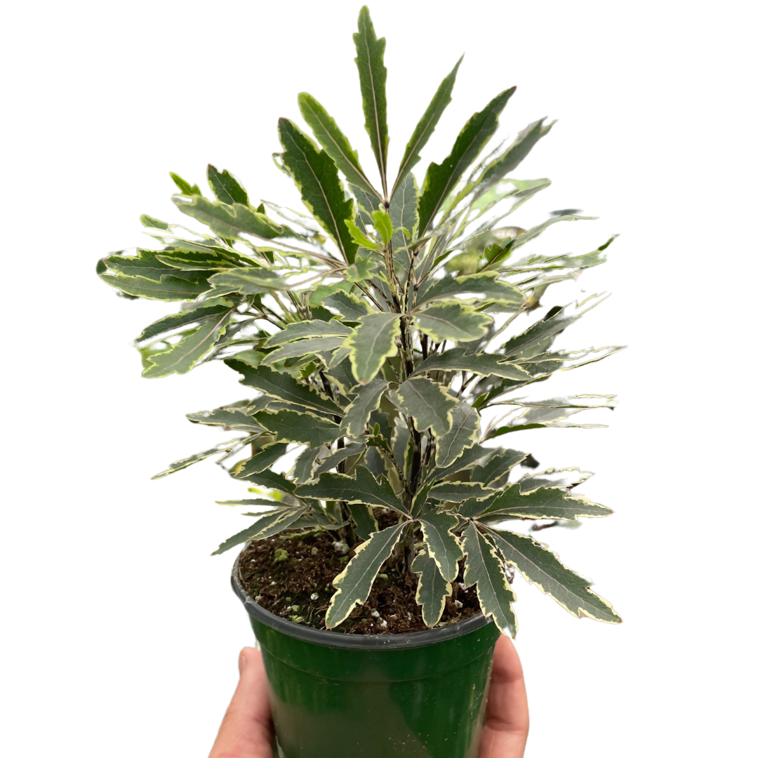 Aralia Bianca Indoor Plant with Elegant Foliage