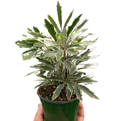 Aralia Bianca Indoor Plant with Elegant Foliage
