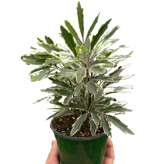 Aralia Bianca variegated potted houseplant with cream-edged green leaves in green pot on Tampa Home & Garden Store