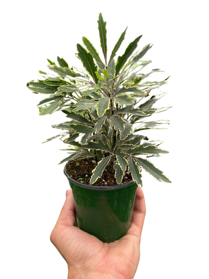 Aralia Bianca Indoor Plant with Elegant Foliage