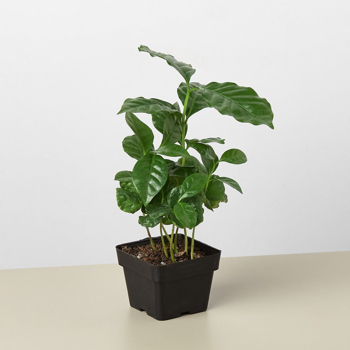 Arabica coffee plant with glossy green leaves in a black square pot on Tampa Home & Garden Store