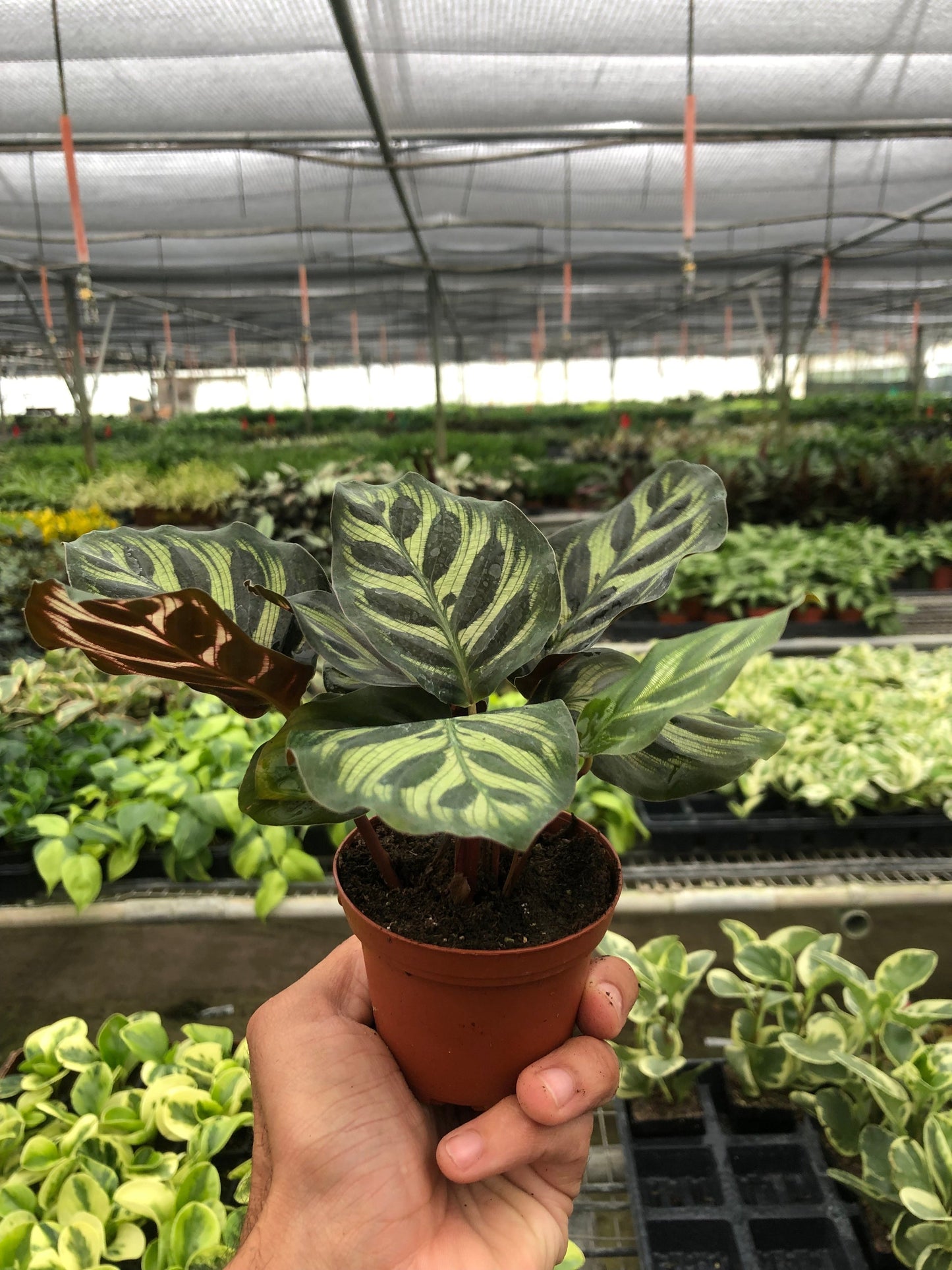 Calathea Makoyana 4in plant in a small pot with variegated green leaves Rooted Treasures Farms on Tampa Home & Garden Store