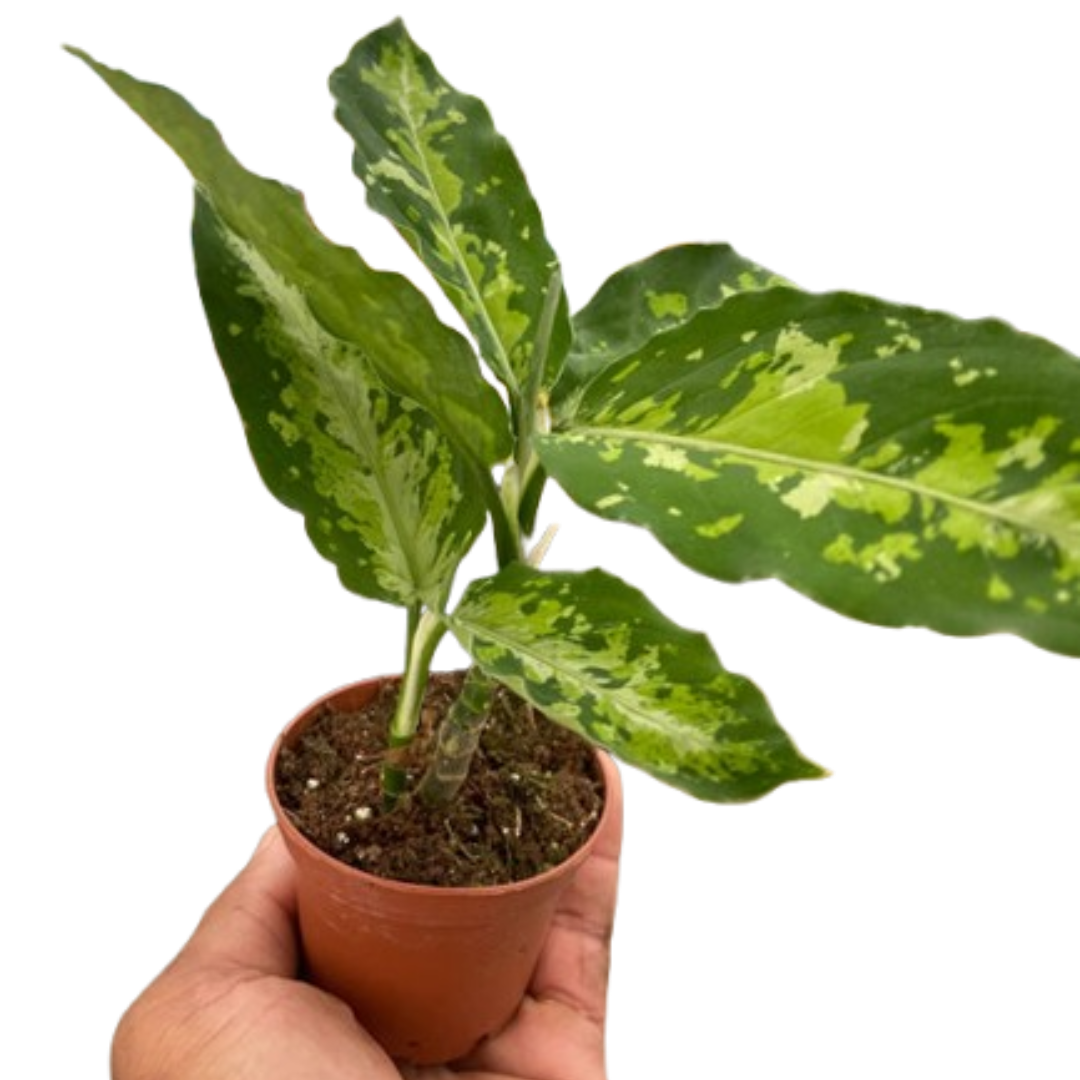 Chinese Evergreen Pictum Tricolor 4-inch plant with variegated green leaves in pot on Tampa Home & Garden Store