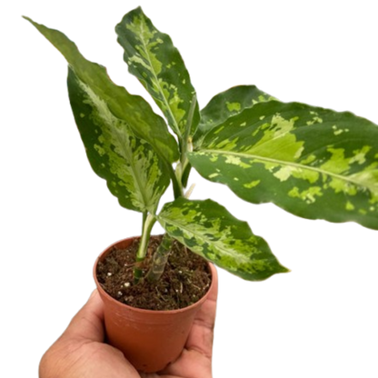 Chinese Evergreen Pictum Tricolor 4-inch plant with variegated green leaves in pot on Tampa Home & Garden Store