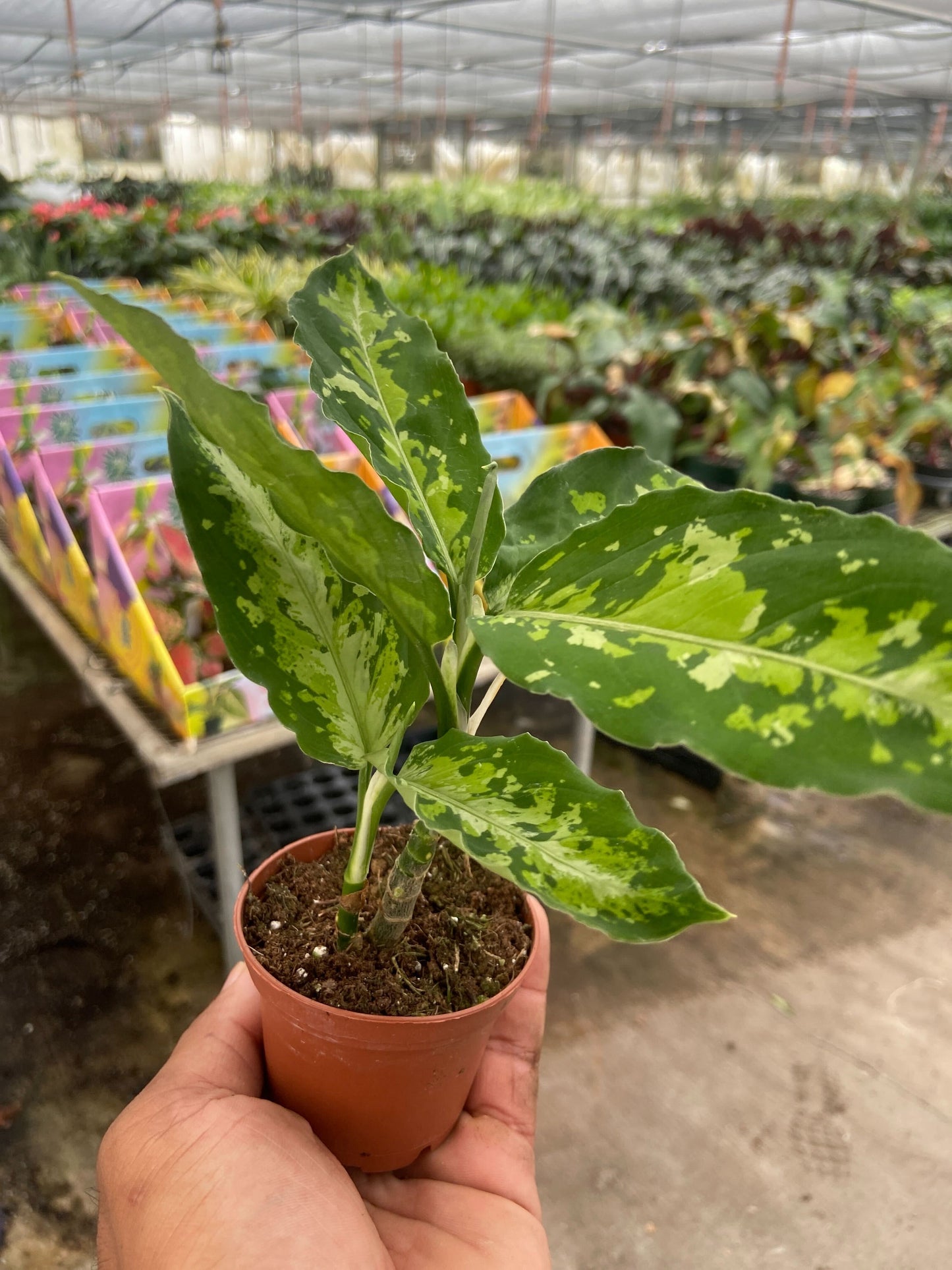 Chinese Evergreen Pictum Tricolor 4in plant with variegated green leaves in pot on Tampa Home & Garden Store