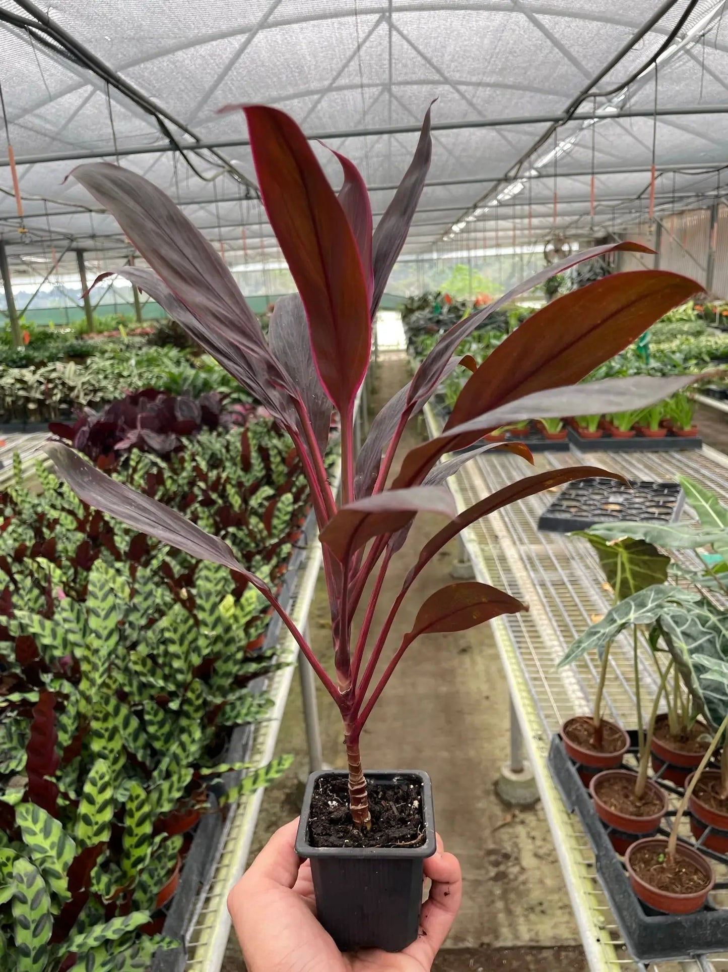 Cordyline Calypso Queen Plant for Indoor Gardens