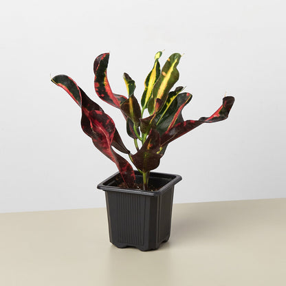 Croton Mammy indoor plant with red, green and yellow leaves in gray plastic pot on table on Tampa Home & Garden Store