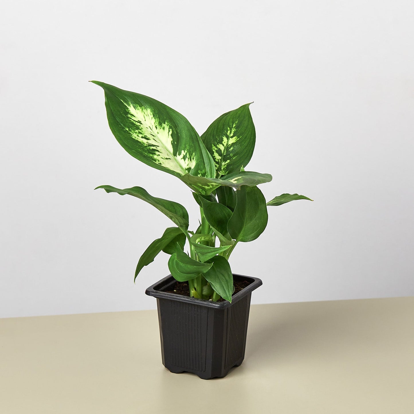 Dieffenbachia Camille indoor plant with variegated green and cream leaves in a black pot on Tampa Home & Garden Store