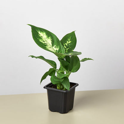 Dieffenbachia Camille indoor plant with variegated green and cream leaves in a black pot on Tampa Home & Garden Store