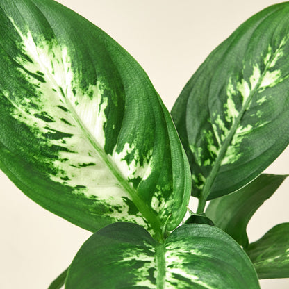 Dieffenbachia Camille indoor plant, variegated green-cream leaves, Rooted Treasures Farms on Tampa Home & Garden Store