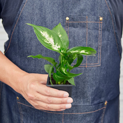 Dieffenbachia Camille indoor plant Rooted Treasures Farms, variegated green cream leaves on Tampa Home & Garden Store