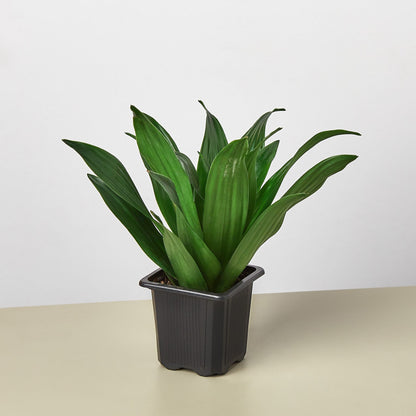 Dracaena Janet Craig indoor plant with green leaves in a black planter on Tampa Home & Garden Store