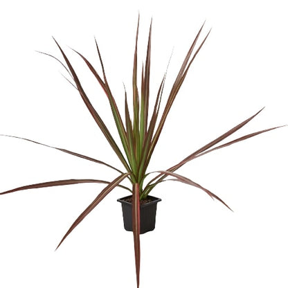 Dracaena Colorama plant with burgundy-edged leaves in black pot Rooted Treasures Farms Store on Tampa Home & Garden Store
