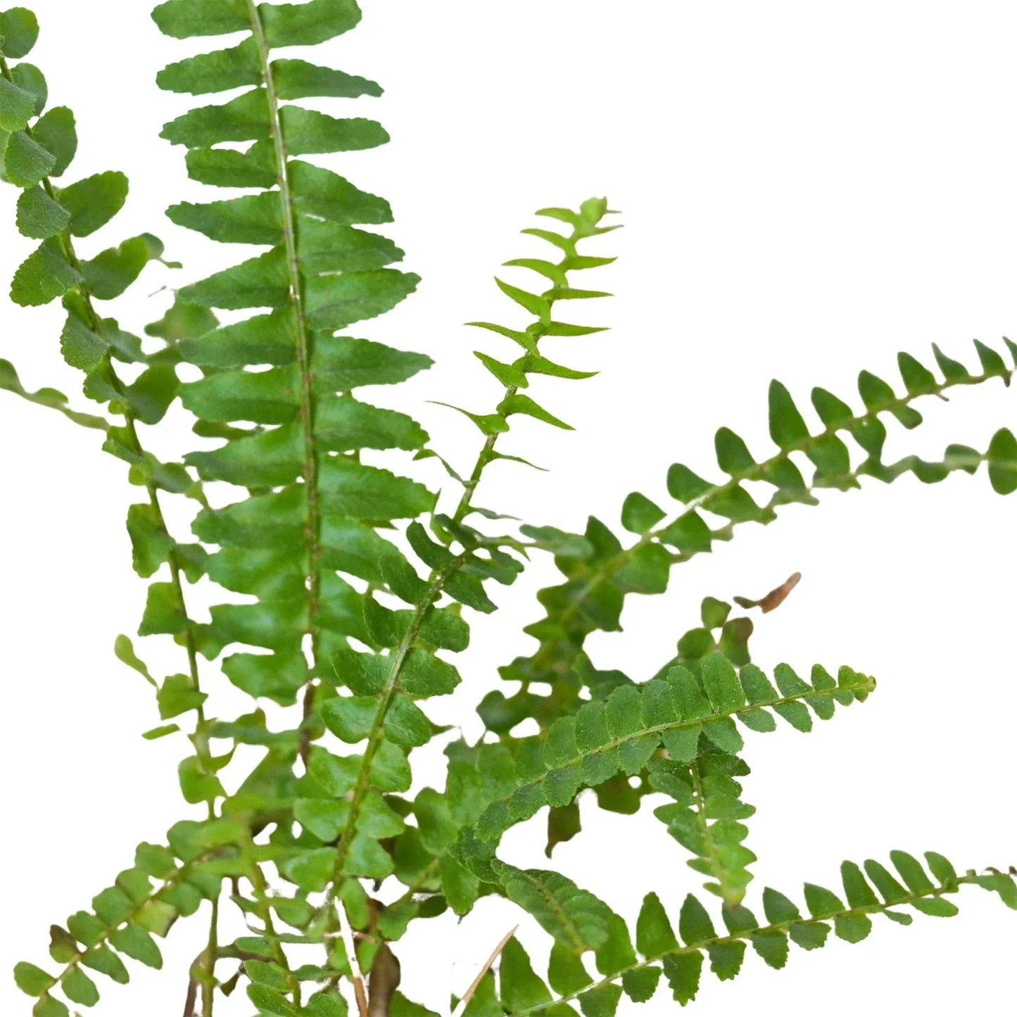 Jester's Crown Fern indoor plant with delicate, bright green fronds on Tampa Home & Garden Store