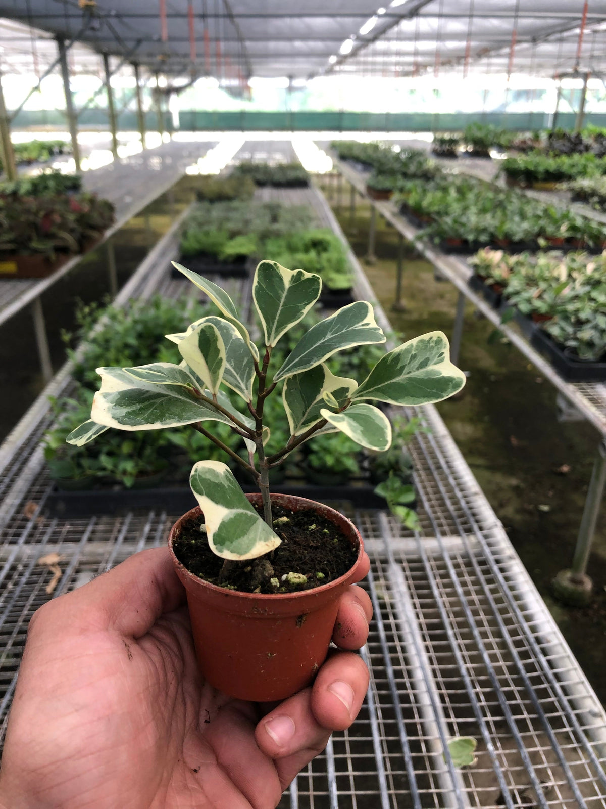 Ficus Triangularis Variegated indoor plant with variegated green and cream leaves on Tampa Home & Garden Store