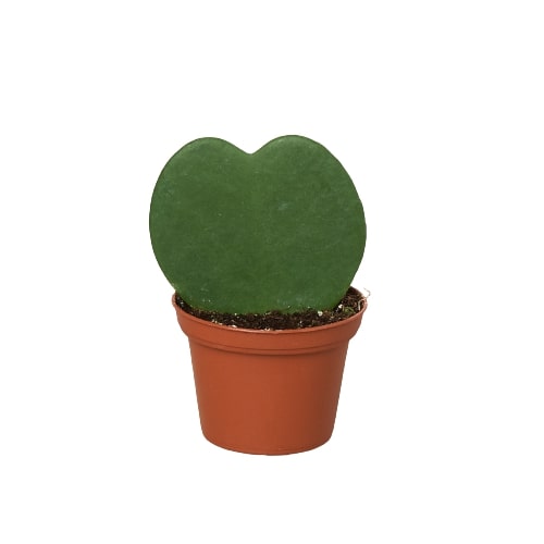 Hoya Sweetheart 4-inch plant in terracotta pot by Rooted Treasures Farms on Tampa Home & Garden Store