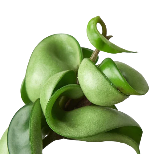 Hoya Rope Plant 4-inch by Rooted Treasures Farms with twisted green rope-like leaves on Tampa Home & Garden Store
