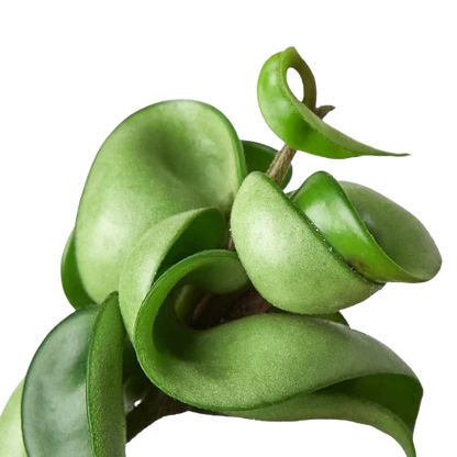 Hoya Rope Plant 4-inch by Rooted Treasures Farms with twisted green rope-like leaves on Tampa Home & Garden Store