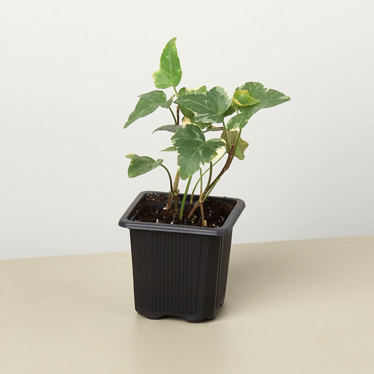 English Ivy Glacier plant by House Plant Shop, variegated green and cream leaves in pot on Tampa Home & Garden Store