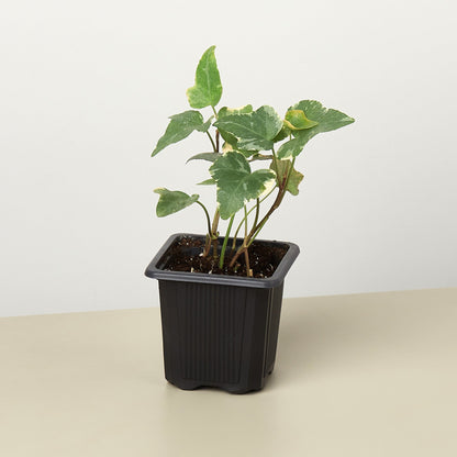 English Ivy Glacier plant by House Plant Shop, variegated green and cream leaves in pot on Tampa Home & Garden Store