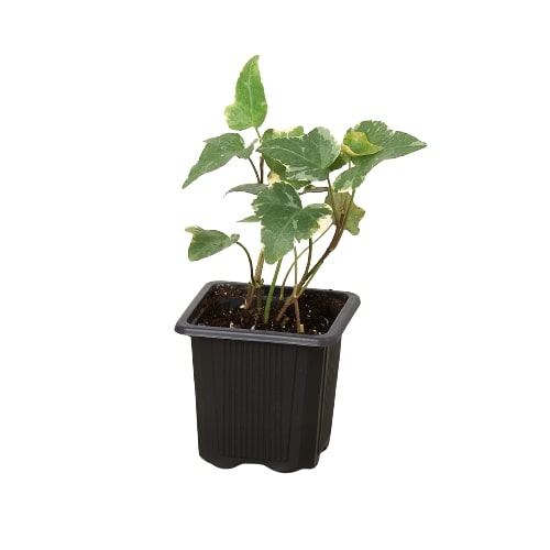 English Ivy Glacier indoor plant from Rooted Treasures Farms in a black plastic pot with variegated leaves on Tampa Home & Garden Store