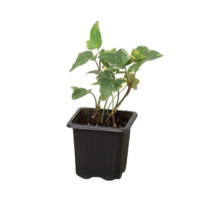 English Ivy Glacier indoor plant from Rooted Treasures Farms in a black plastic pot with variegated leaves on Tampa Home & Garden Store