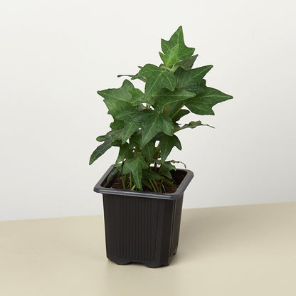 English Ivy Green California indoor plant in a black plastic pot on Tampa Home & Garden Store