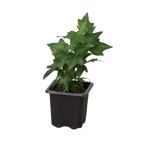 English Ivy Green California indoor plant in a black plastic pot by Rooted Treasures Farms on Tampa Home & Garden Store