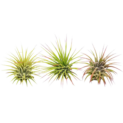 3 Ionantha Guatemala air plants with limegreen and red-tipped leaves Rooted Treasures Farms on Tampa Home & Garden Store
