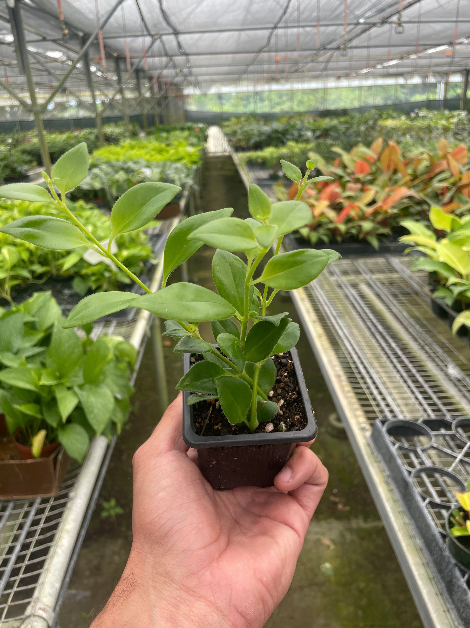 Lipstick Plant, 4-inch potted plant with glossy green leaves, Rooted Treasures Farms on Tampa Home & Garden Store