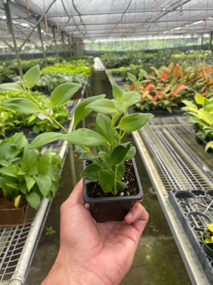 Lipstick Plant, 4 inch pot, Rooted Treasures Farms, glossy green leaves on Tampa Home & Garden Store