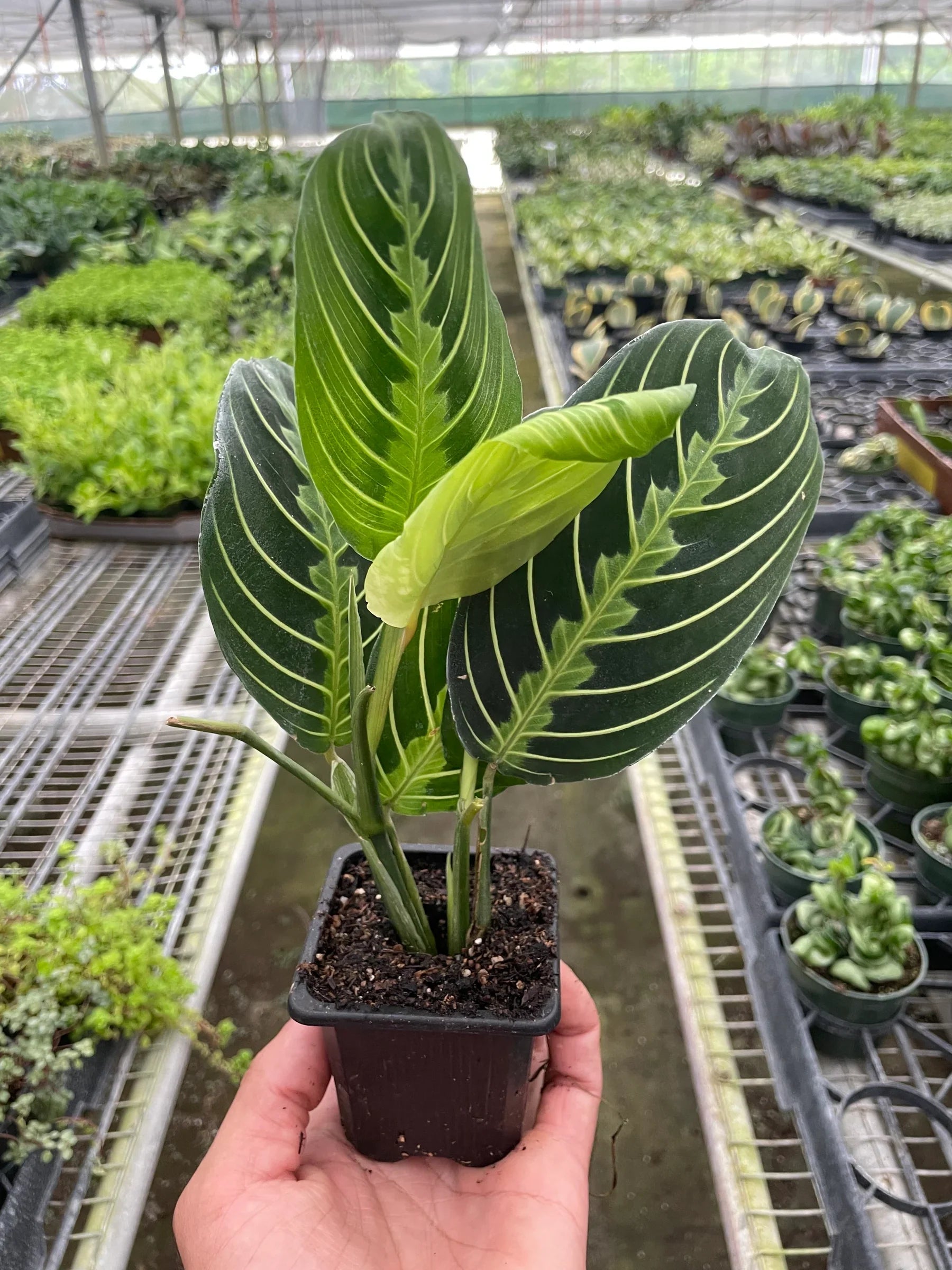 Maranta Lemon Lime plant, green leaves with pale veins, Rooted Treasures Farms on Tampa Home & Garden Store