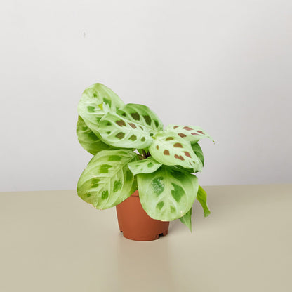 Maranta Leuconeura plant green cream variegated leaves in terracotta pot House Plant Shop on Tampa Home & Garden Store