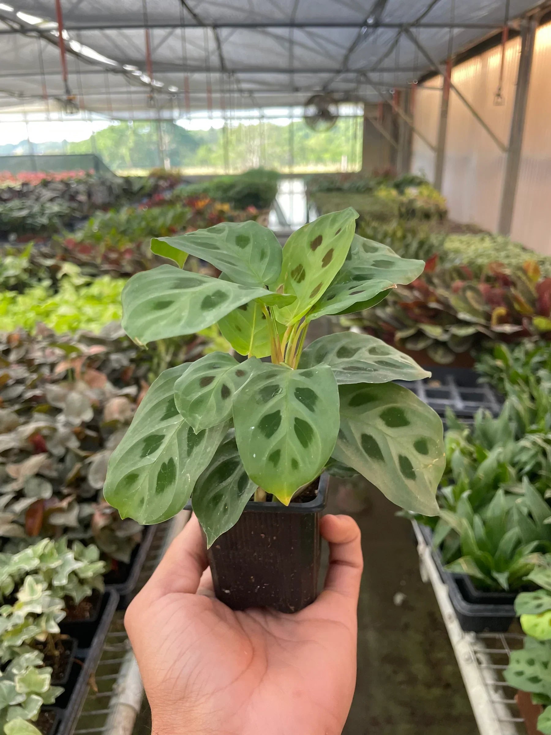 Maranta Leuconeura 4in plant with green variegated leaves in small pot, Rooted Treasures Farms on Tampa Home & Garden Store