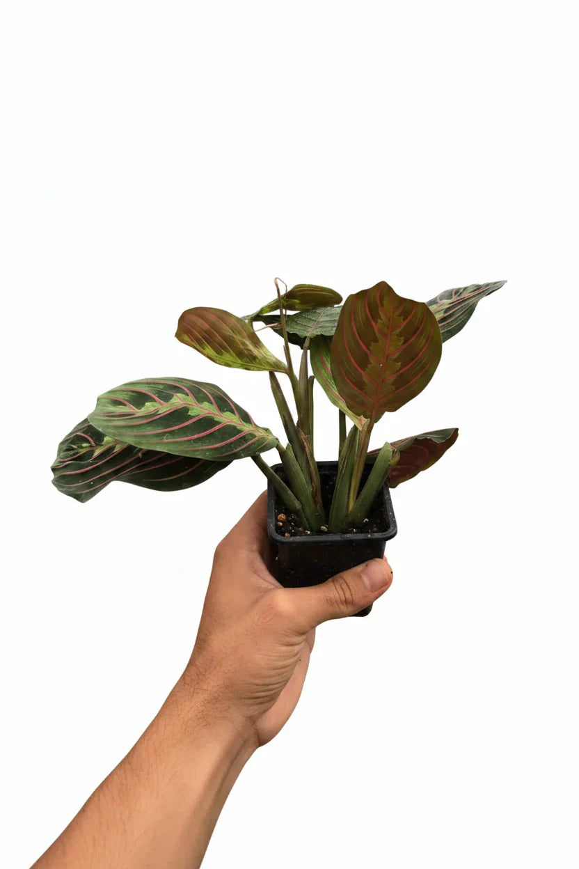 Maranta Red Prayer plant in a small pot with green leaves and red veins Rooted Treasures Farms on Tampa Home & Garden Store