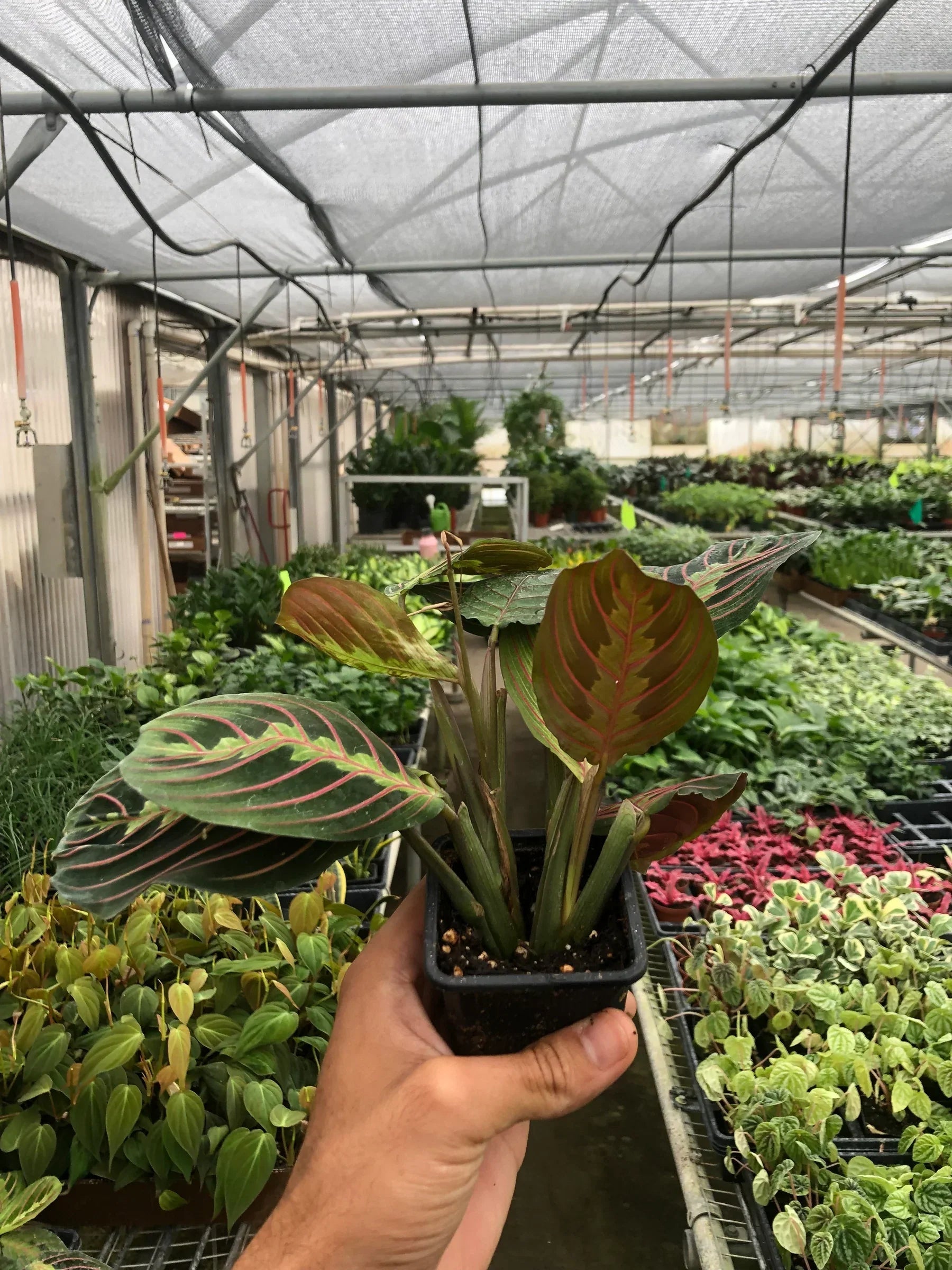Maranta Red Prayer plant with red-veined green leaves in a small pot Rooted Treasures Farms on Tampa Home & Garden Store