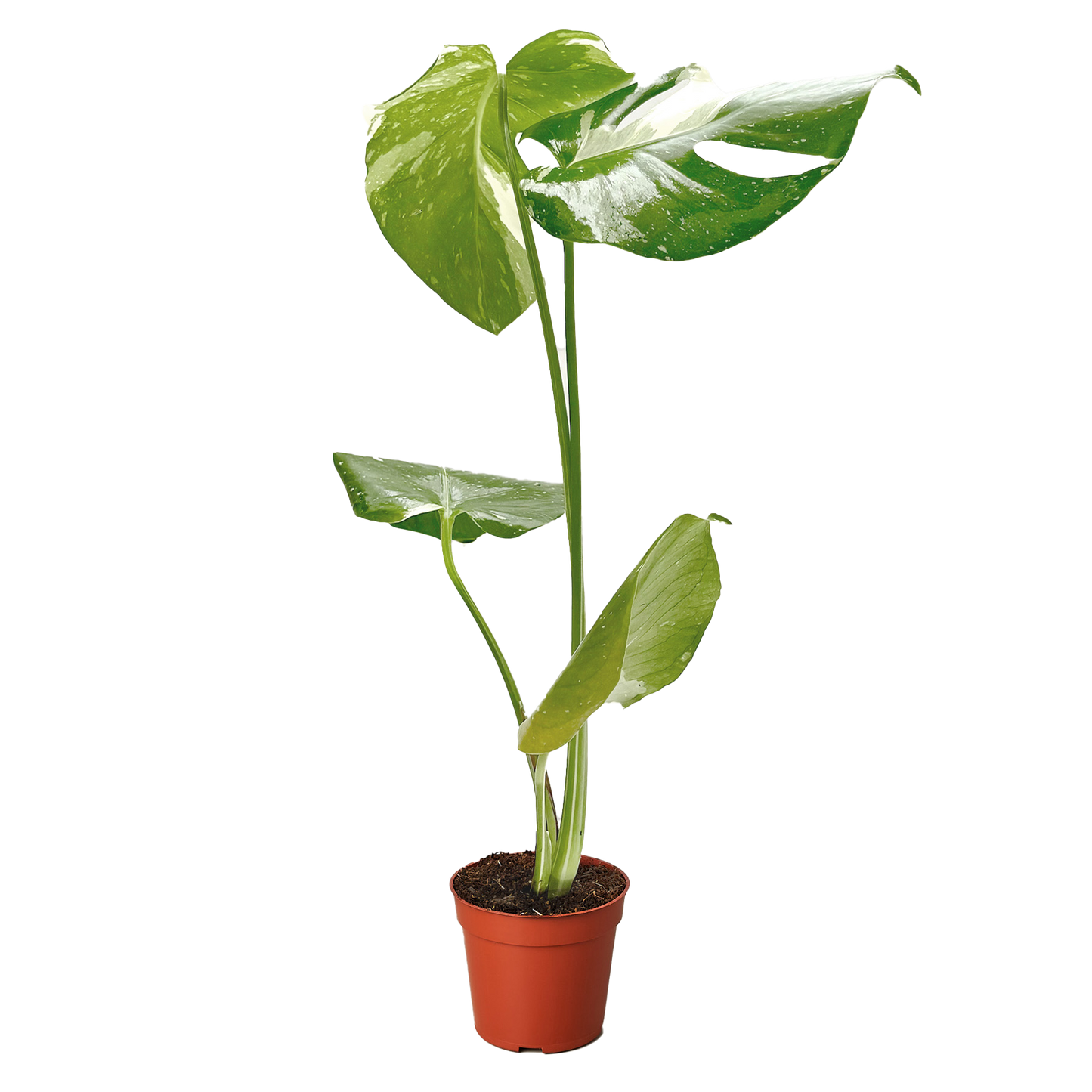 Monstera Thai Constellation variegated green/cream leaves in a pot Rooted Treasures Farms on Tampa Home & Garden Store
