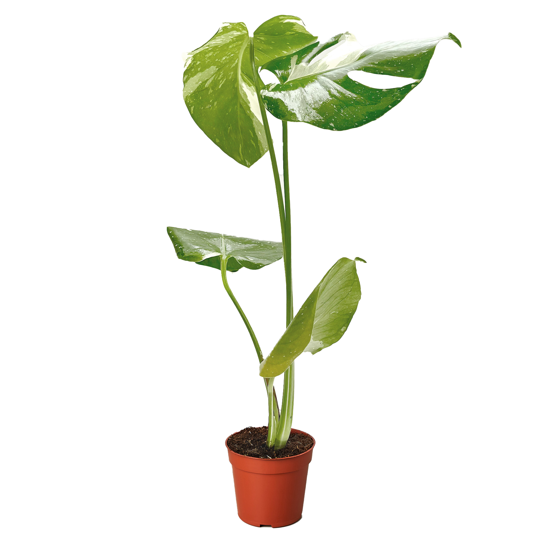 Monstera Thai Constellation variegated green/cream leaves in a pot Rooted Treasures Farms on Tampa Home & Garden Store