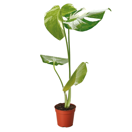 Monstera Thai Constellation variegated green/cream leaves in a pot Rooted Treasures Farms on Tampa Home & Garden Store