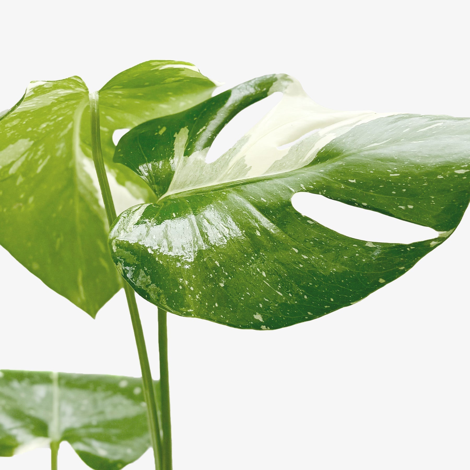 Monstera Thai Constellation variegated leaf; green leaves with white speckles, potted houseplant on Tampa Home & Garden Store
